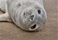 Seal pup with ‘severe breathing issues’ rescued from beach
