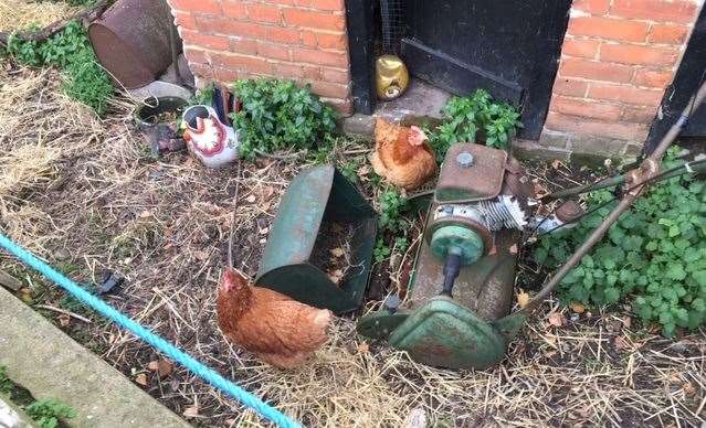 The hens here enjoy a good life and even get to scratch around the old lawnmower